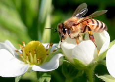 stock-photo-66339449-honeybee